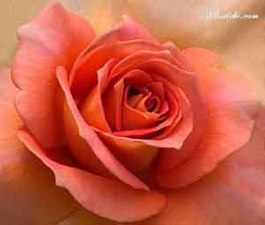 قانون عشق باکمک قانون جذب به اهدافتان برسید